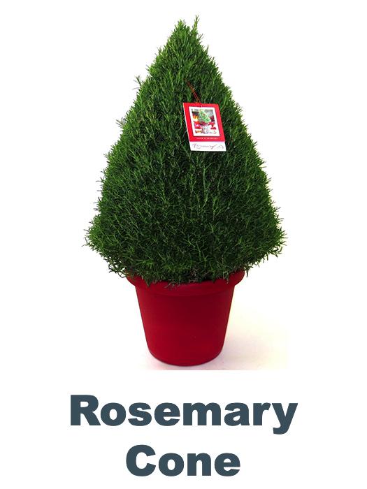 Rosemary Cone Cone Shape - View 20 from www redcrocus com