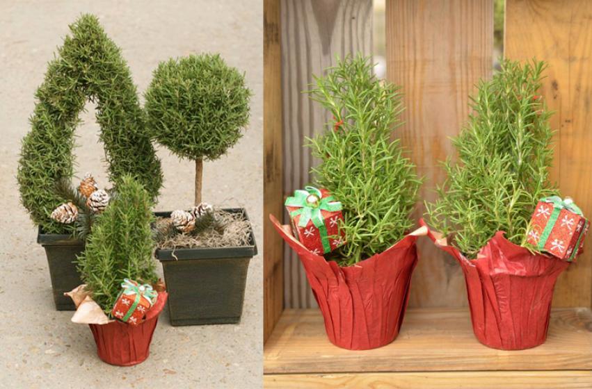 Rosemary Cone Cone Shape - View 23 from www redcrocus com