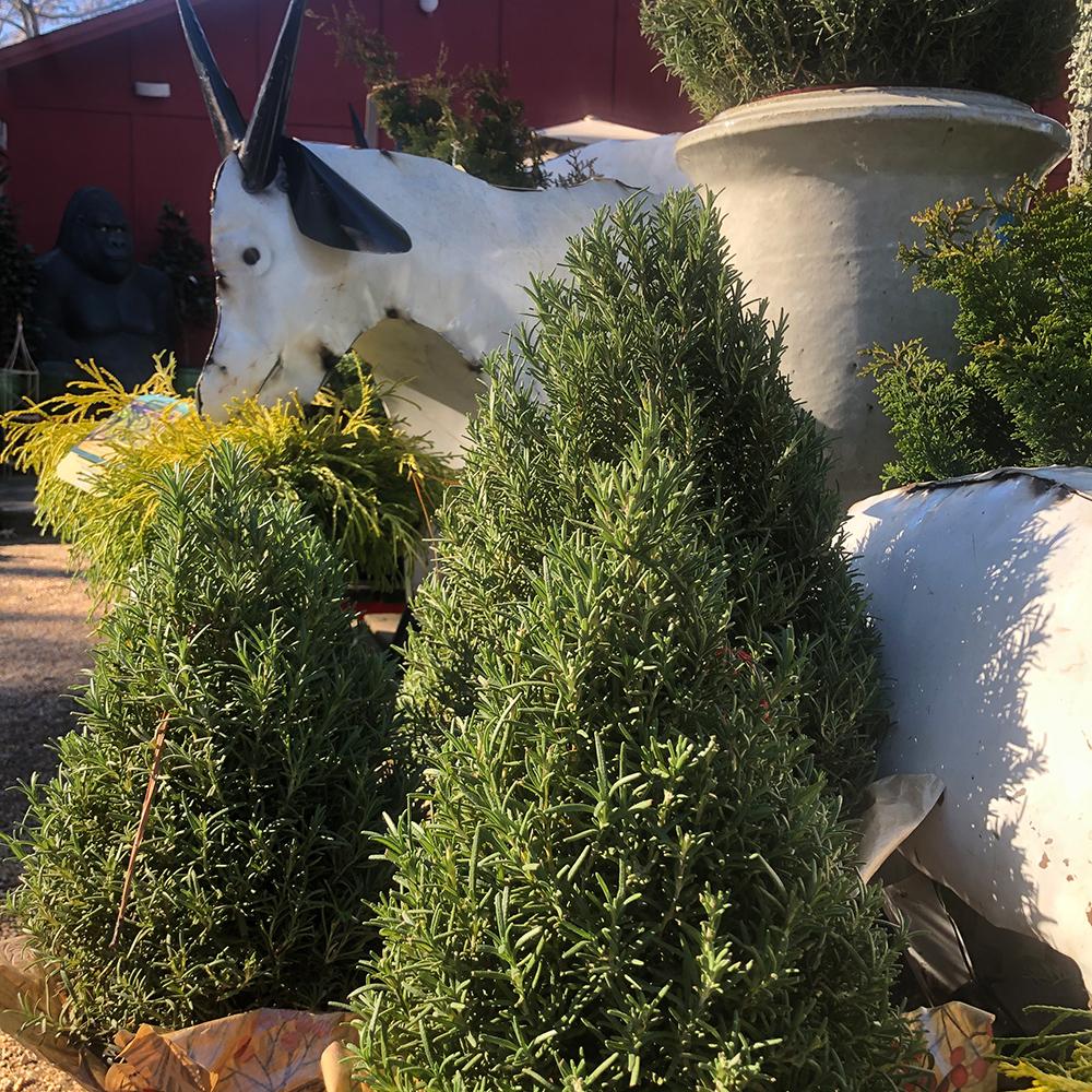 Rosemary Cone Cone Shape - View 24 from www redcrocus com