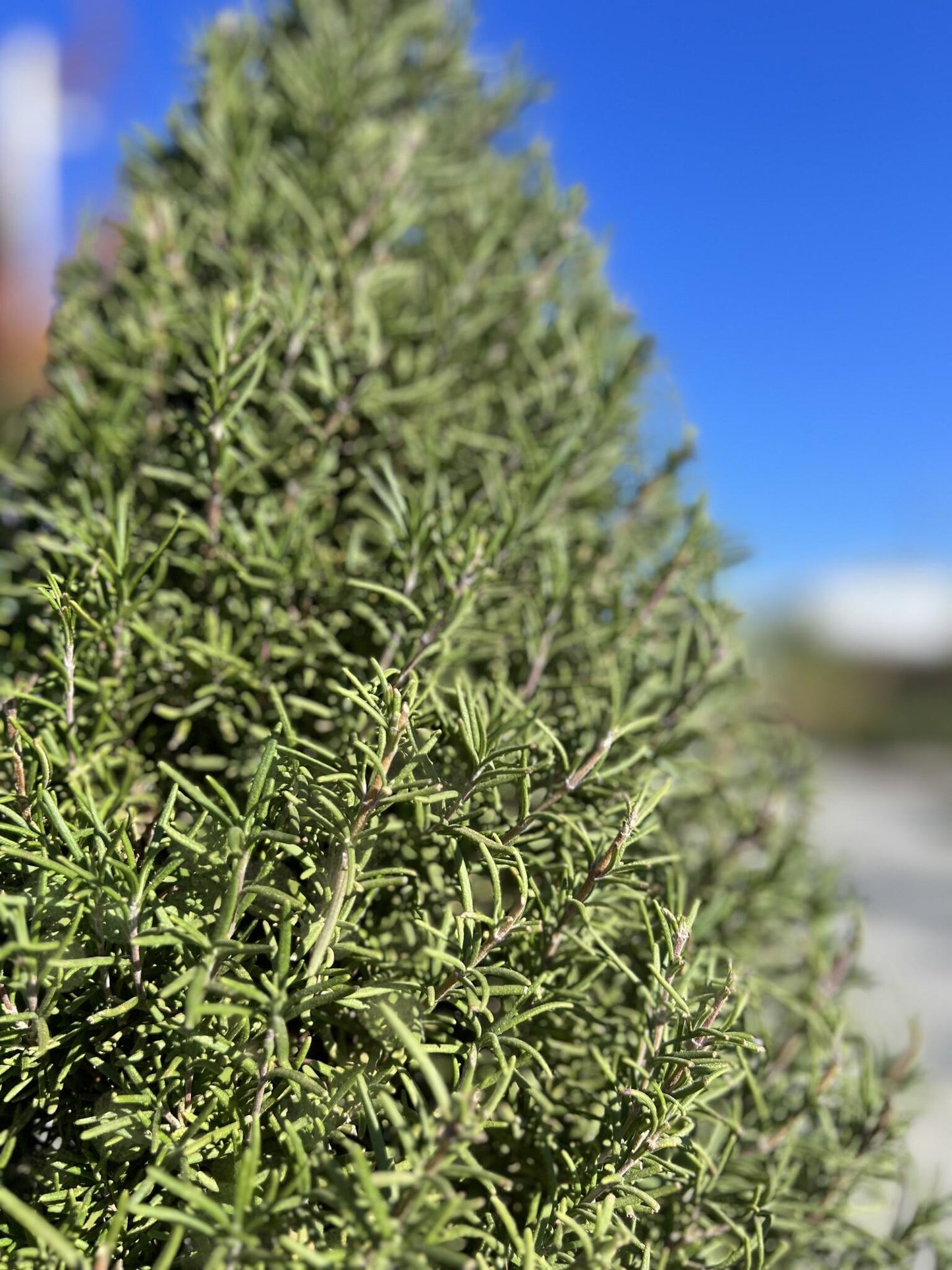 Rosemary Cone Cone Shape - View 25 from www redcrocus com