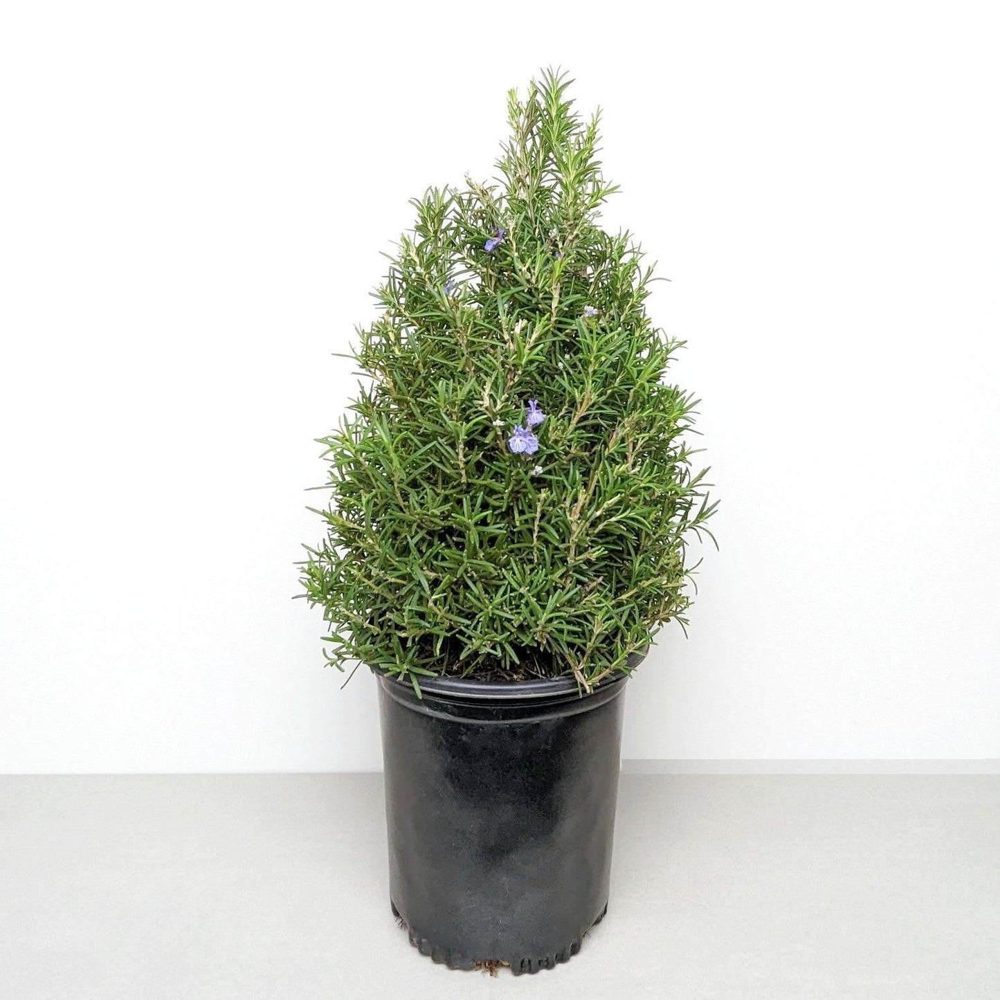 Rosemary Cone Cone Shape - View 30 from www redcrocus com