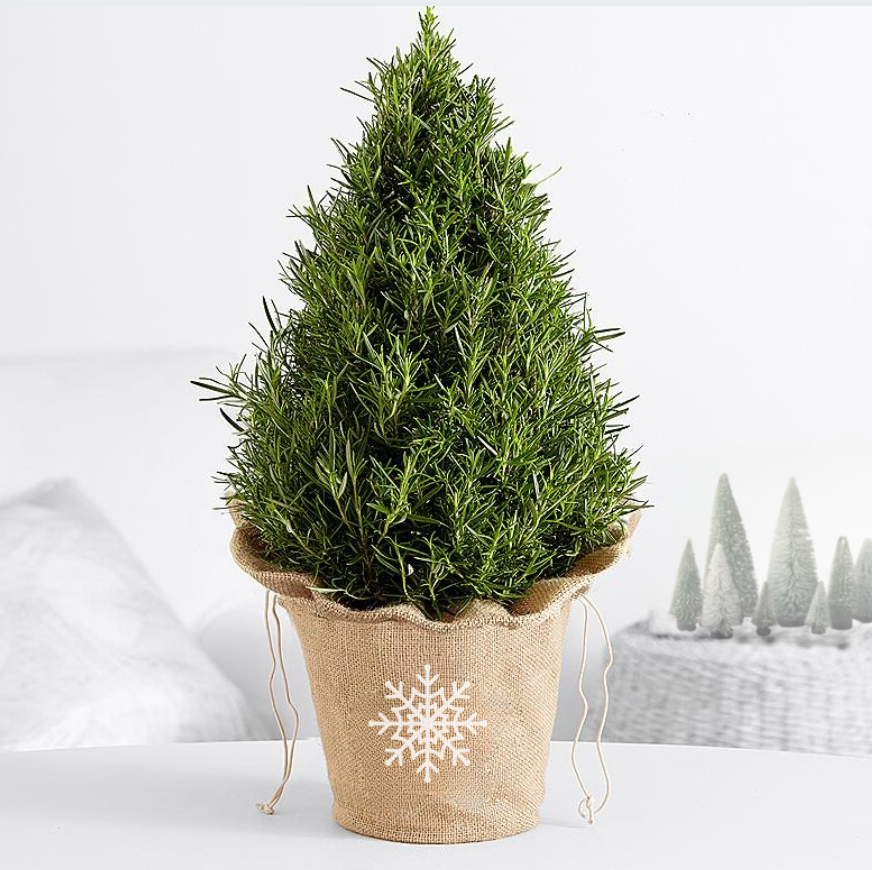 Rosemary Cone Cone Shape - View 5 from www redcrocus com