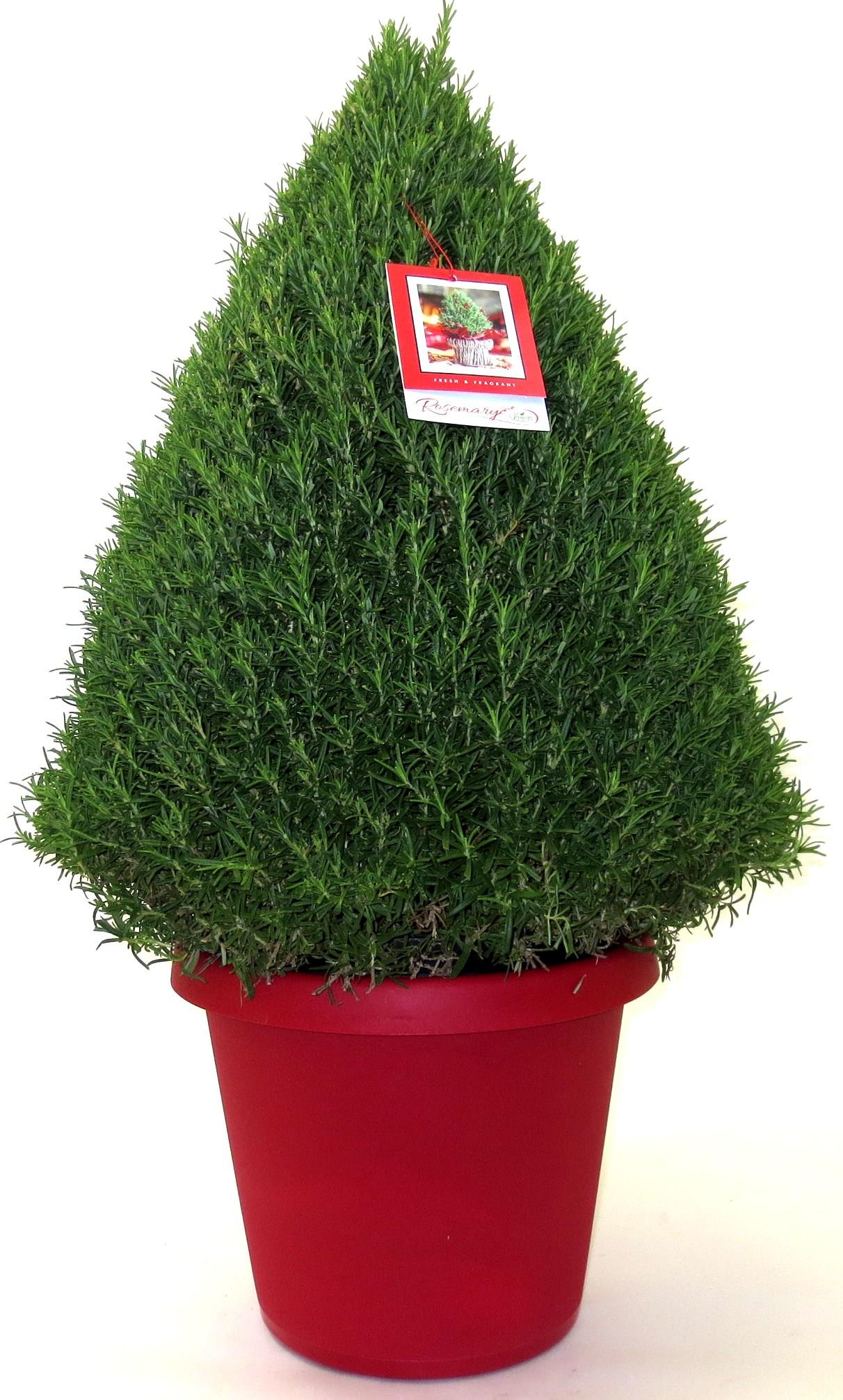 Rosemary Cone Cone Shape - View 6 from www redcrocus com