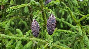 RedCrocus Picea purpurea Purple Spruce Live Plant — Evergreen Conifer with Purple Cones, Full Sun, Deer Resistant, Zones 4–7  6 Gallon Nursery Pot