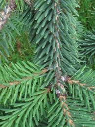 RedCrocus Picea purpurea Purple Spruce Live Plant — Evergreen Conifer with Purple Cones, Full Sun, Deer Resistant, Zones 4–7  6 Gallon Nursery Pot