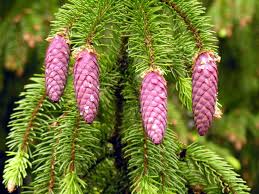 RedCrocus Picea purpurea Live Spruce Tree, Evergreen Conifer with Blue-Green Needles & Purple Cones, Cold Hardy Outdoor Landscape, Full Sun, USDA Zones 3-7  6 Gallon Nursery Pot