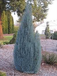 RedCrocus Barry's Silver Lawson Cypress (Chamaecyparis lawsoniana) – Variegated Evergreen Live Plant, Blue‑Green Silvery Tips, Deer Resistant, Sun/Part Shade, Zones 5–8  2 Gallon Nursery Pot