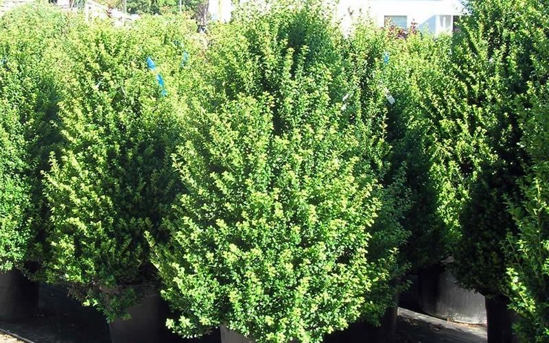 F Ilex Crenata 'steeds' Sold Out - View 10 from www redcrocus com