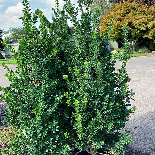 F Ilex Crenata 'steeds' Sold Out - View 11 from www redcrocus com