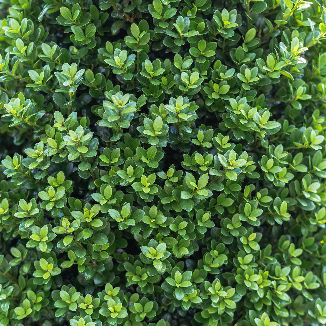 F Ilex Crenata 'steeds' Sold Out - View 13 from www redcrocus com