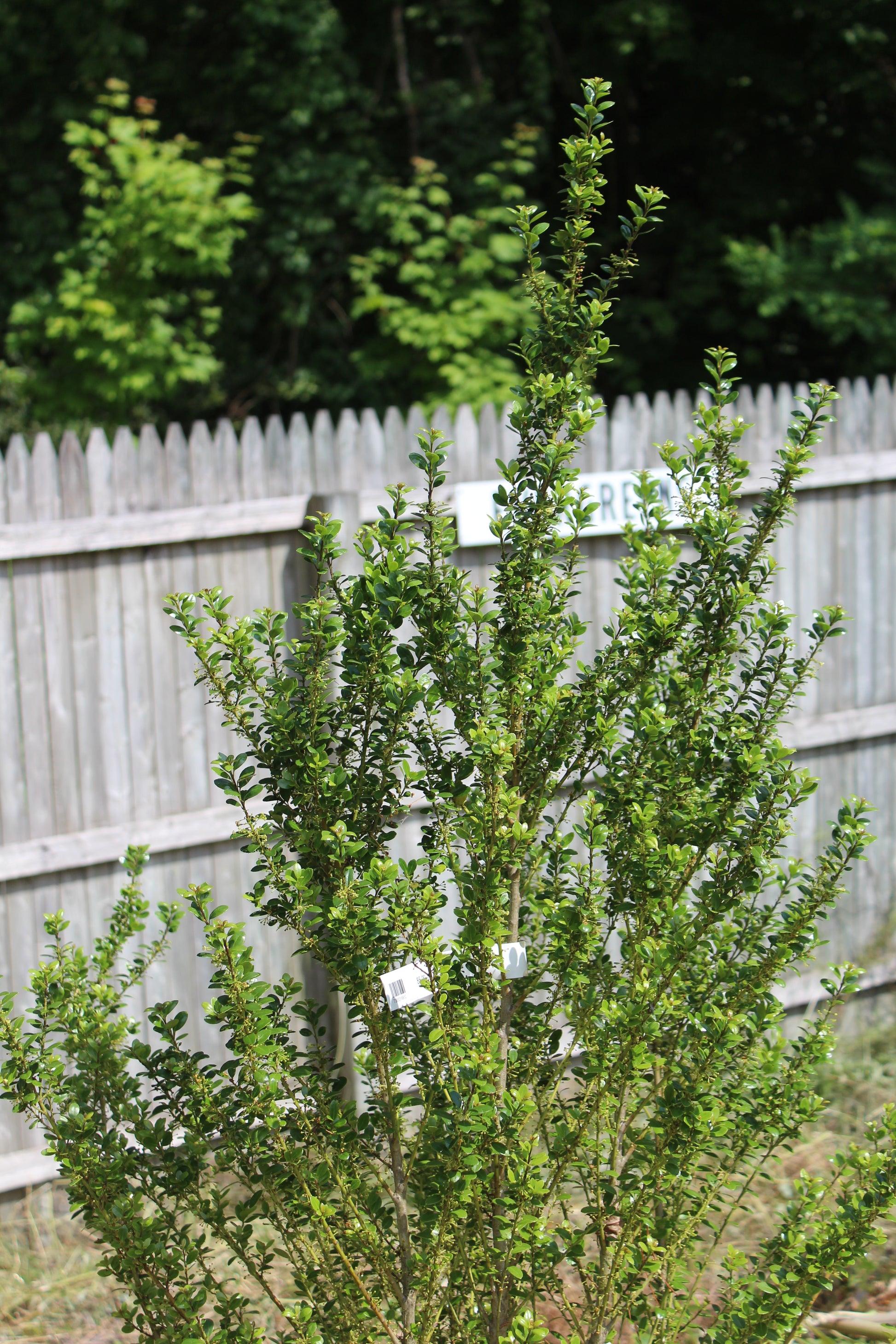 F Ilex Crenata 'steeds' Sold Out - View 15 from www redcrocus com