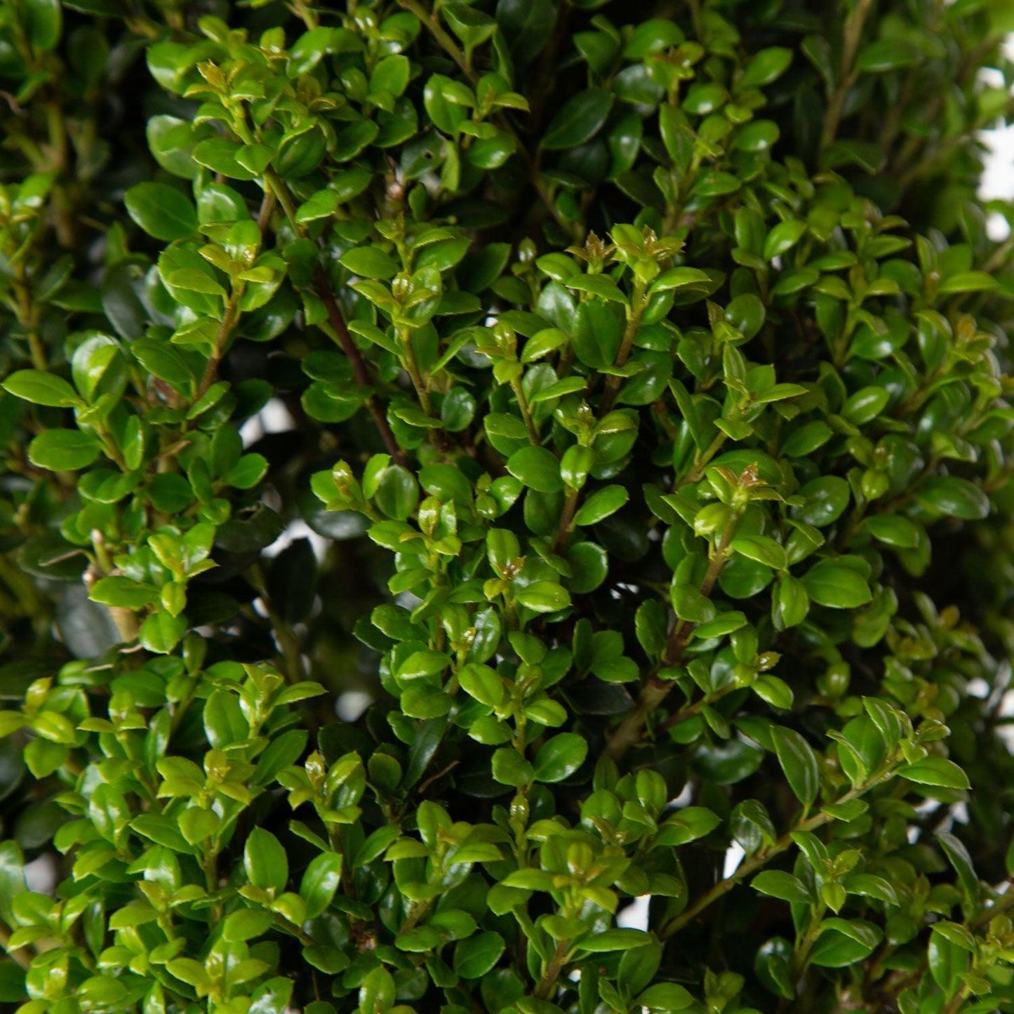 F Ilex Crenata 'steeds' Sold Out - View 16 from www redcrocus com