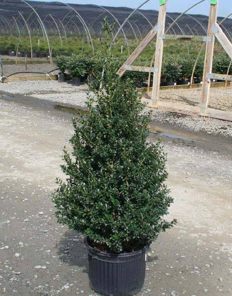 F Ilex Crenata 'steeds' Sold Out - View 17 from www redcrocus com