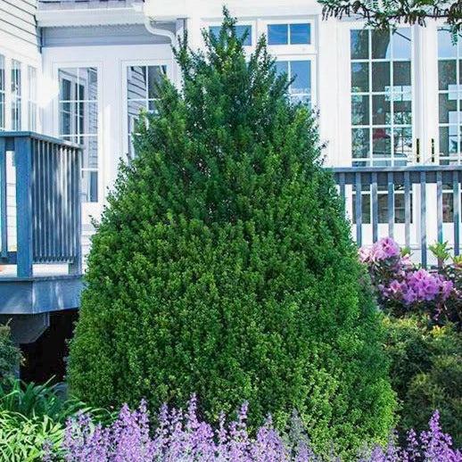 F Ilex Crenata 'steeds' Sold Out - View 18 from www redcrocus com