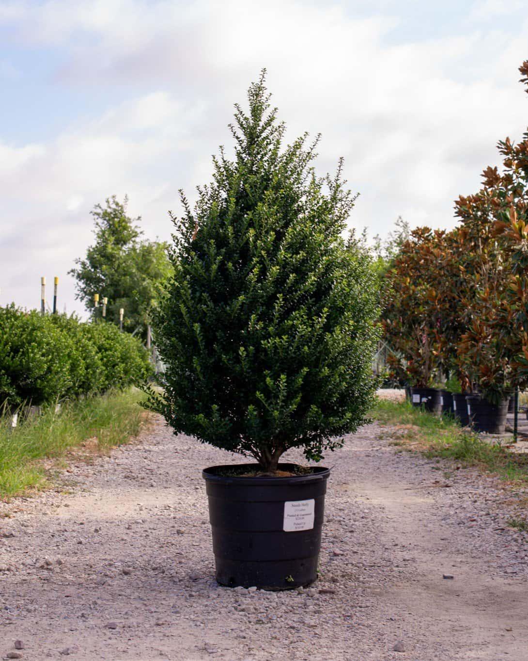 F Ilex Crenata 'steeds' Sold Out - View 21 from www redcrocus com