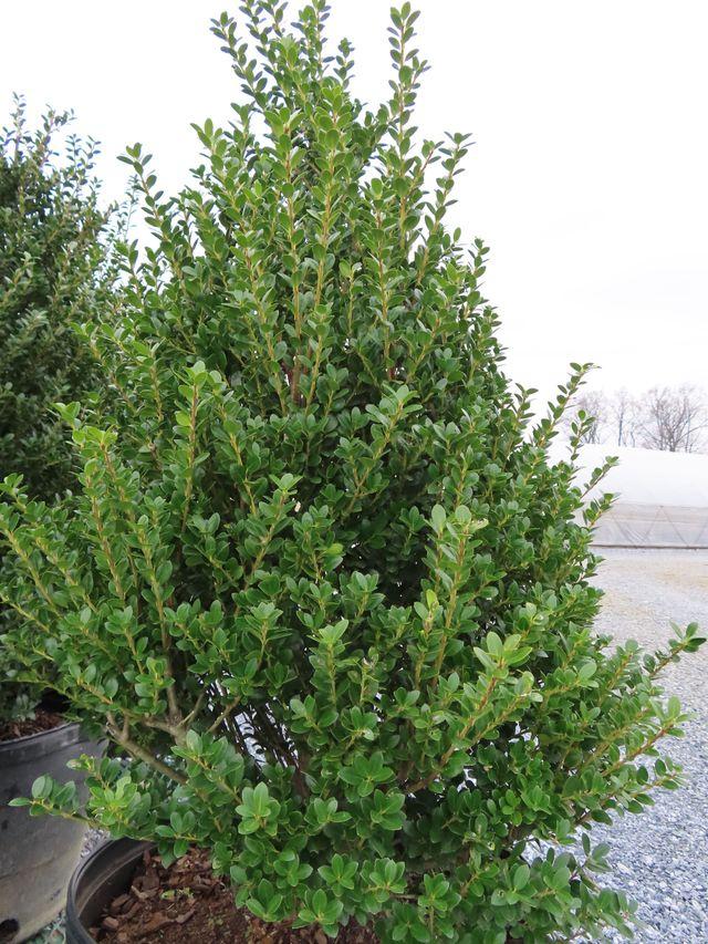 F Ilex Crenata 'steeds' Sold Out - View 23 from www redcrocus com