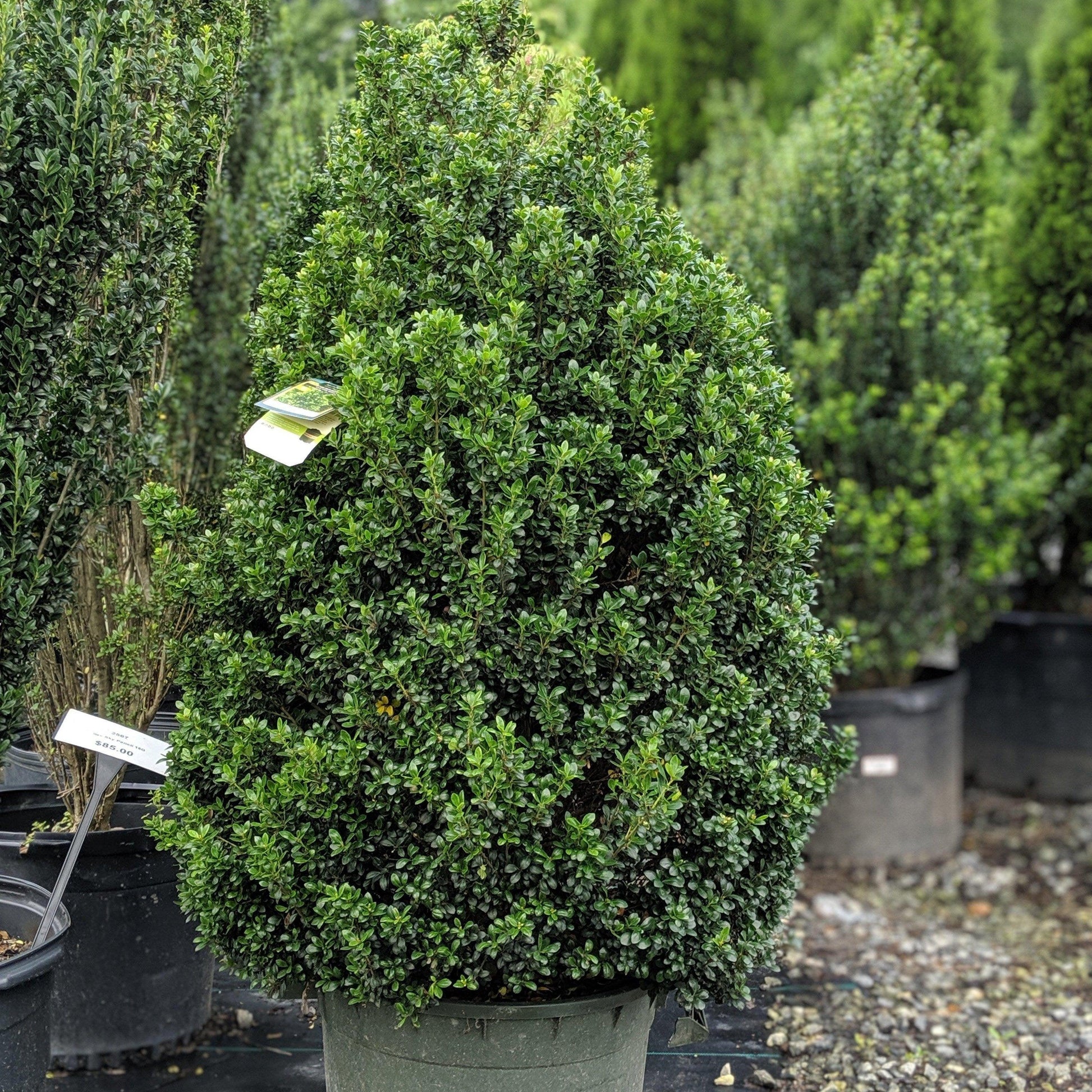 F Ilex Crenata 'steeds' Sold Out - View 24 from www redcrocus com