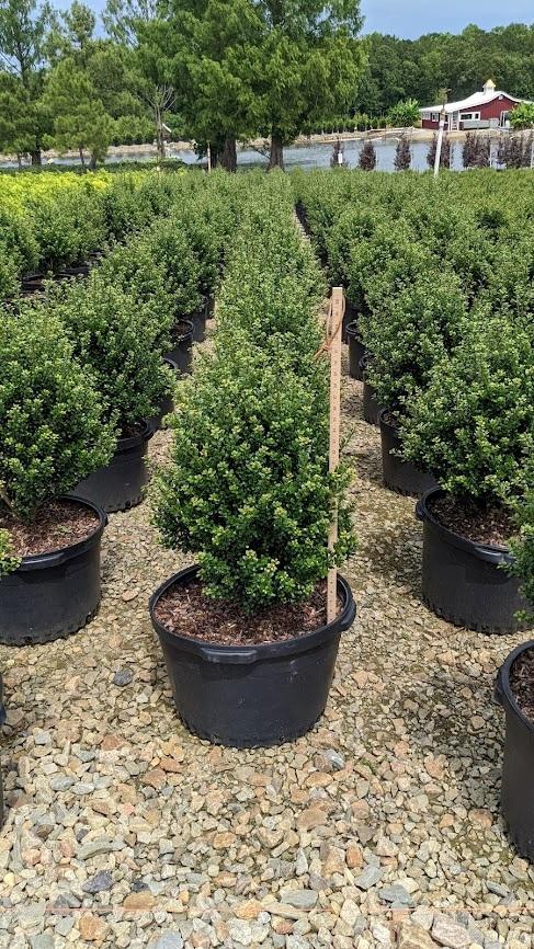 F Ilex Crenata 'steeds' Sold Out - View 29 from www redcrocus com