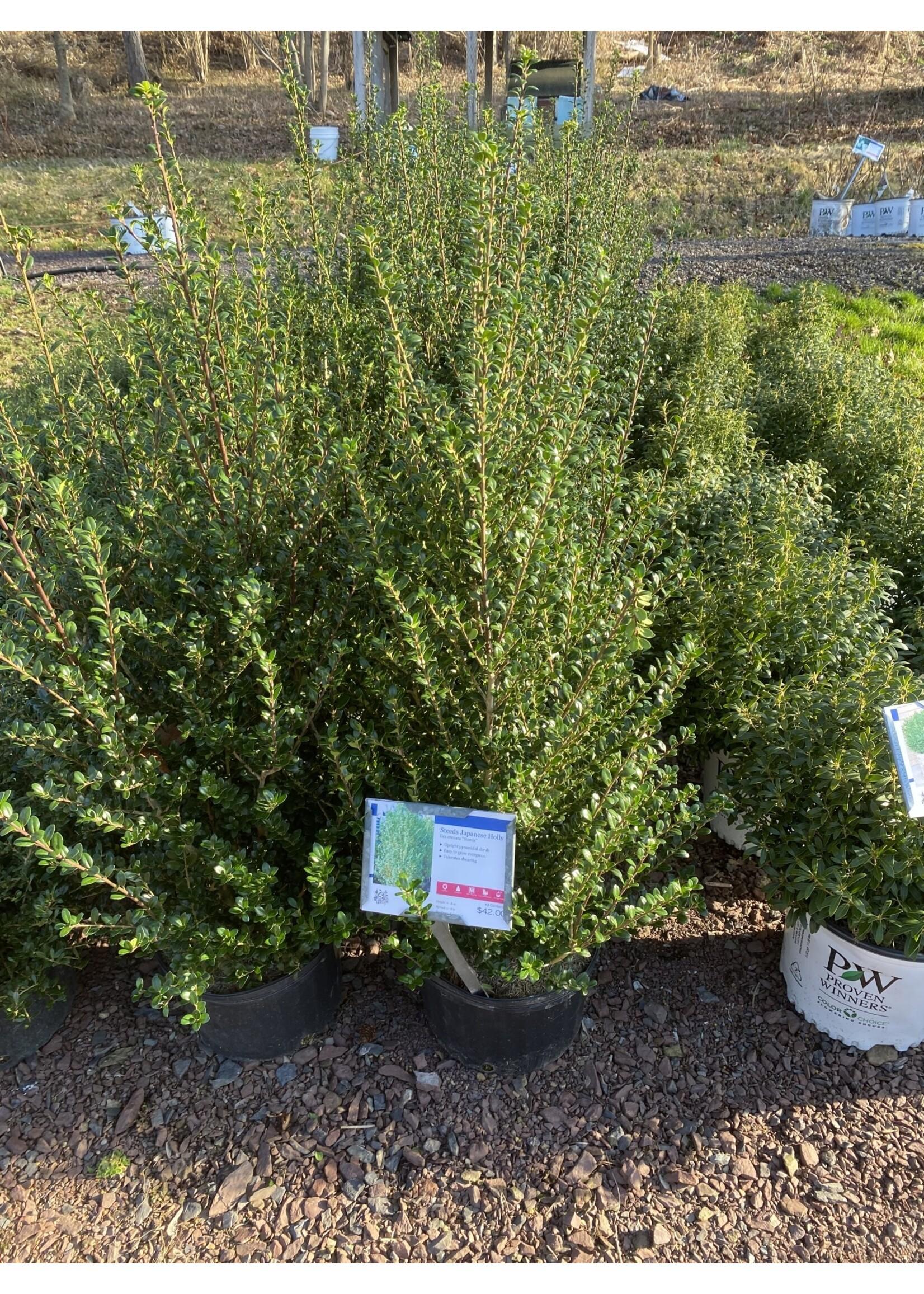 F Ilex Crenata 'steeds' Sold Out - View 2 from www redcrocus com