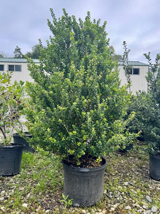 F Ilex Crenata 'steeds' Sold Out - View 30 from www redcrocus com