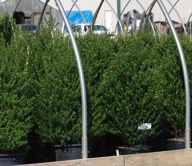 F Ilex Crenata 'steeds' Sold Out - View 31 from www redcrocus com
