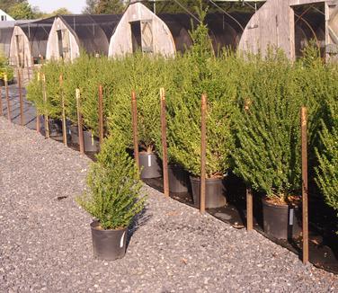 F Ilex Crenata 'steeds' Sold Out - View 32 from www redcrocus com
