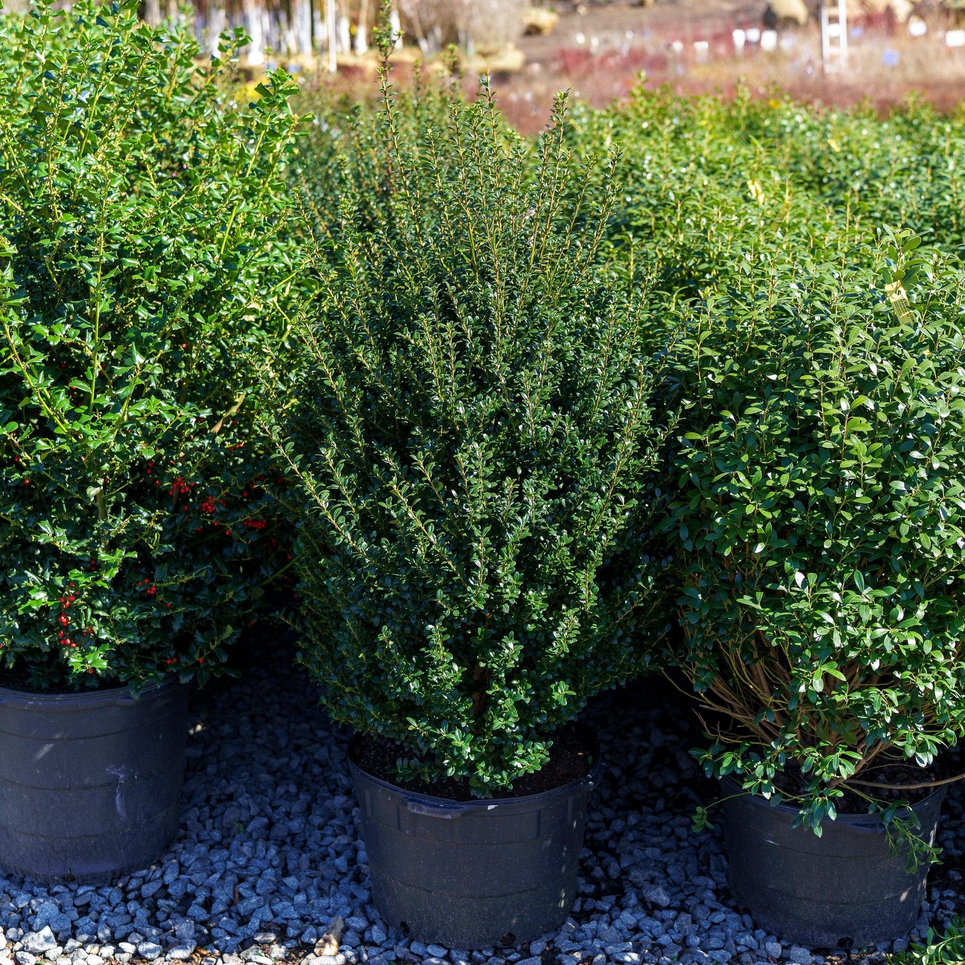 F Ilex Crenata 'steeds' Sold Out - View 3 from www redcrocus com