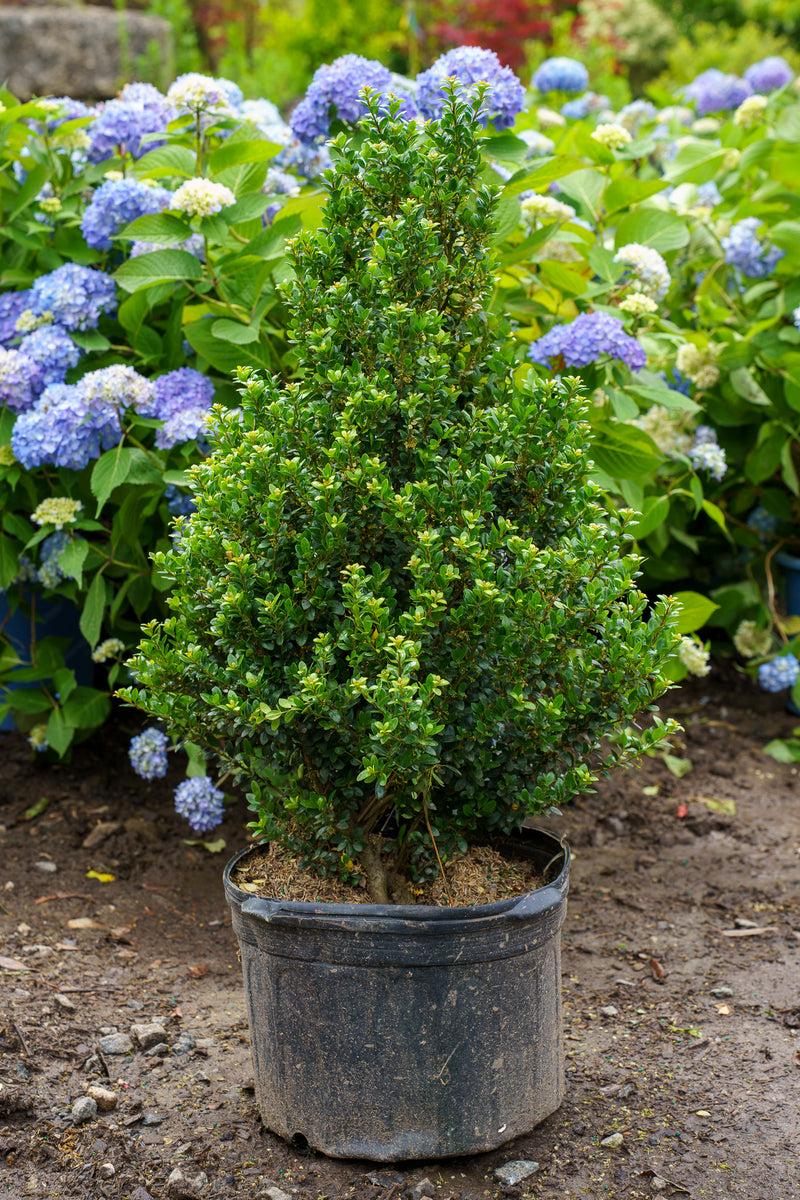 F Ilex Crenata 'steeds' Sold Out - View 6 from www redcrocus com