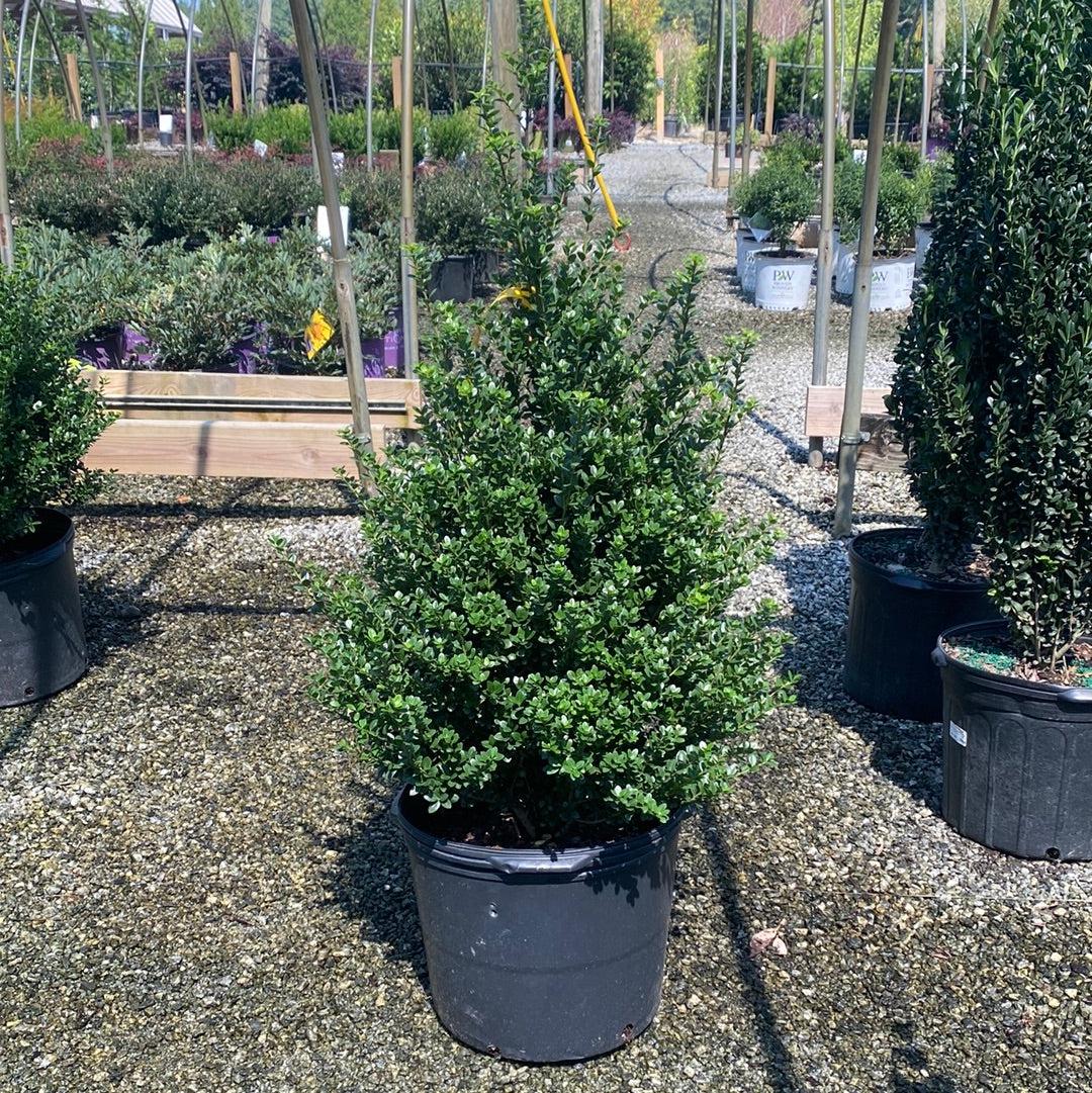 F Ilex Crenata 'steeds' Sold Out - View 7 from www redcrocus com