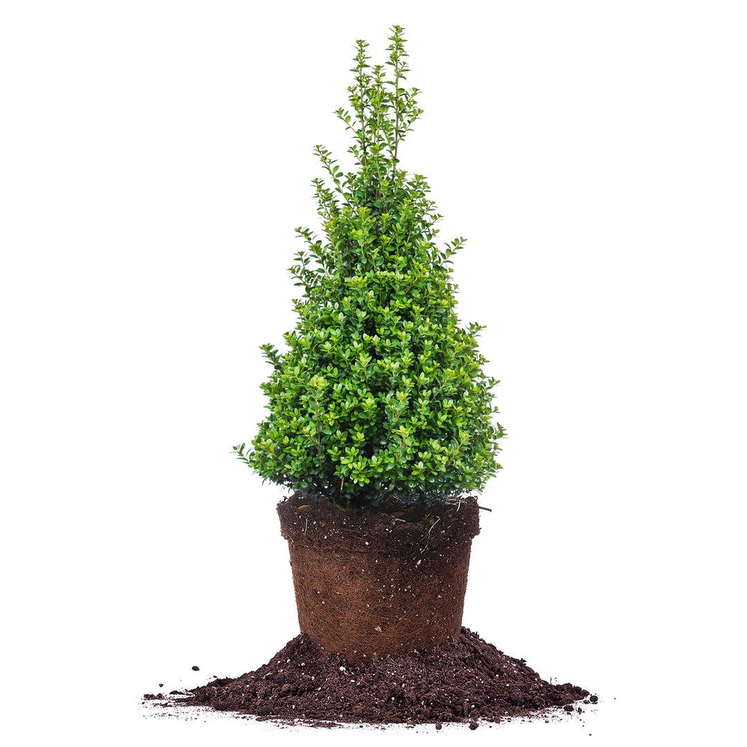 F Ilex Crenata 'steeds' Sold Out - View 8 from www redcrocus com