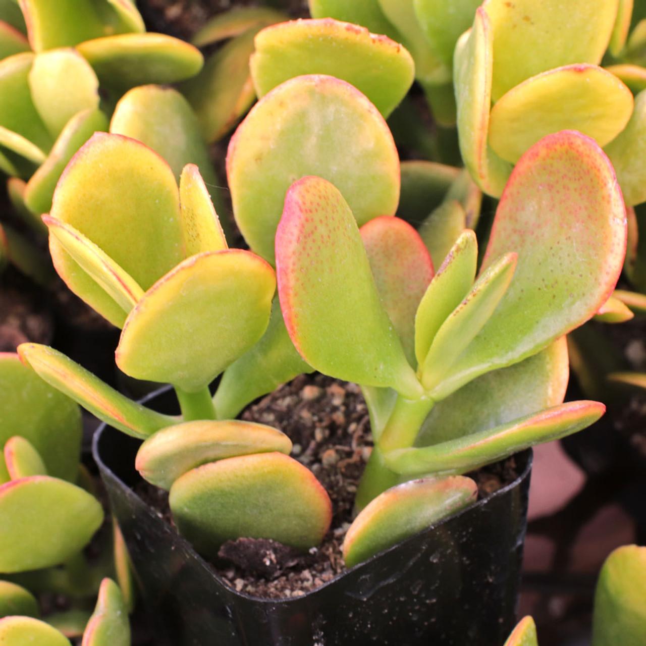 B Succulent Crassula Ovata New Sunset Jade - View 14 from www redcrocus com