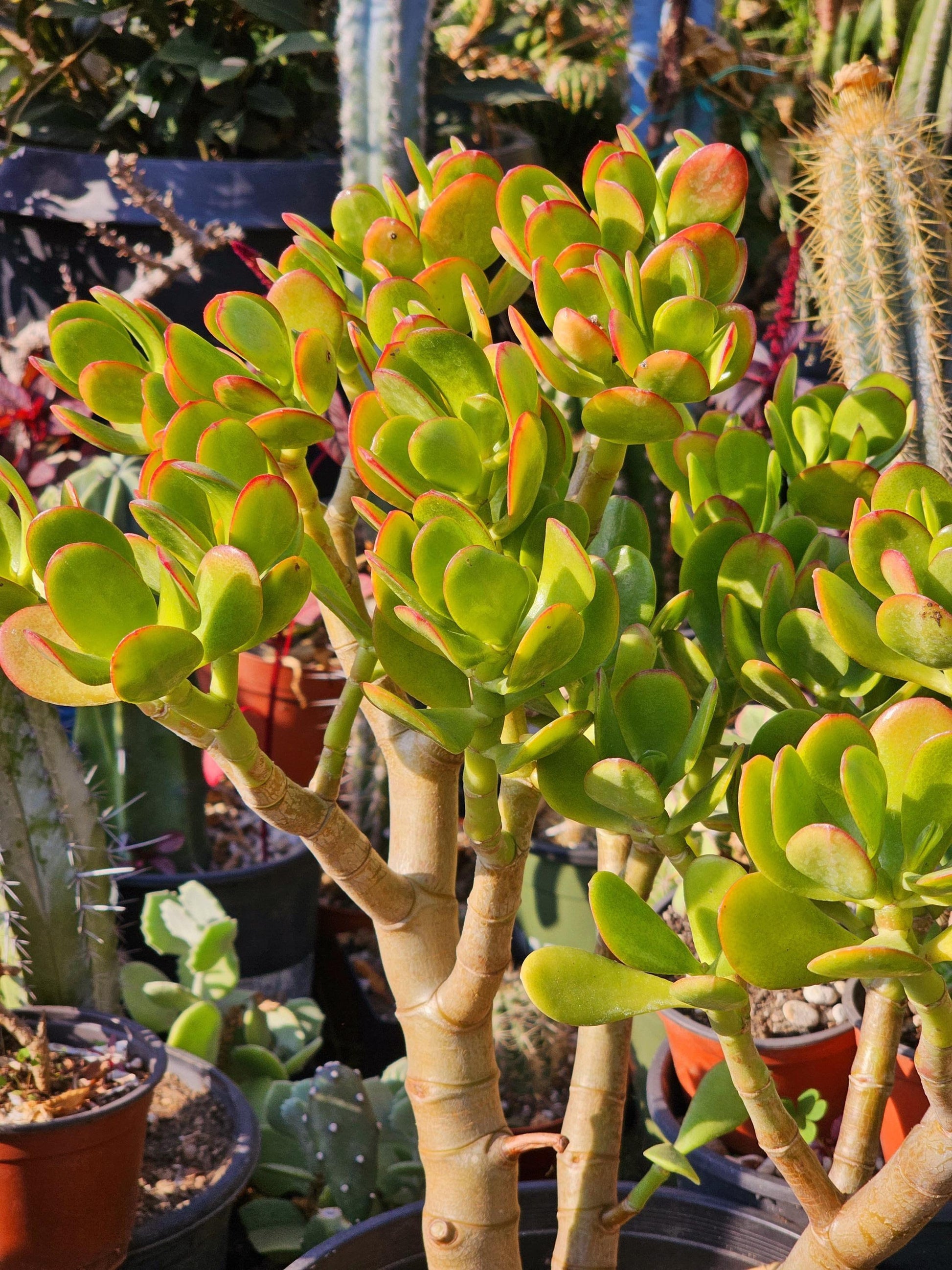 B Succulent Crassula Ovata New Sunset Jade - View 15 from www redcrocus com