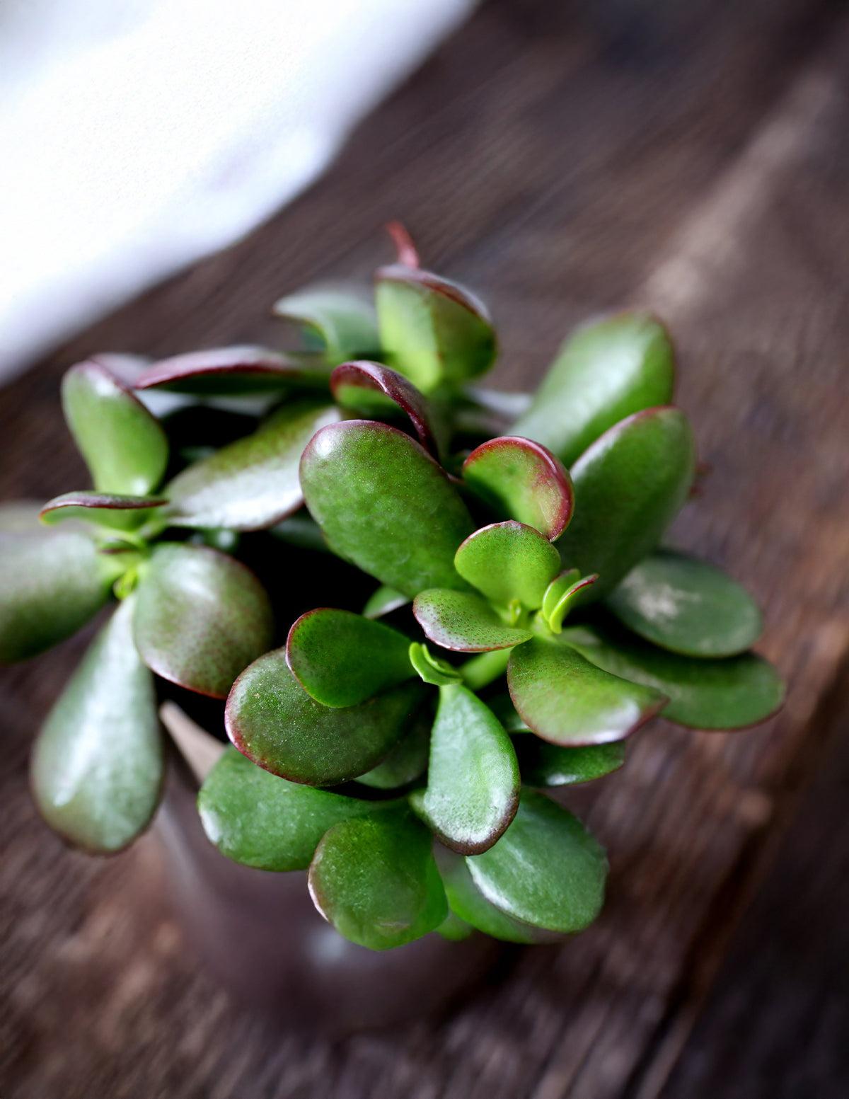 B Succulent Crassula Ovata New Sunset Jade - View 16 from www redcrocus com