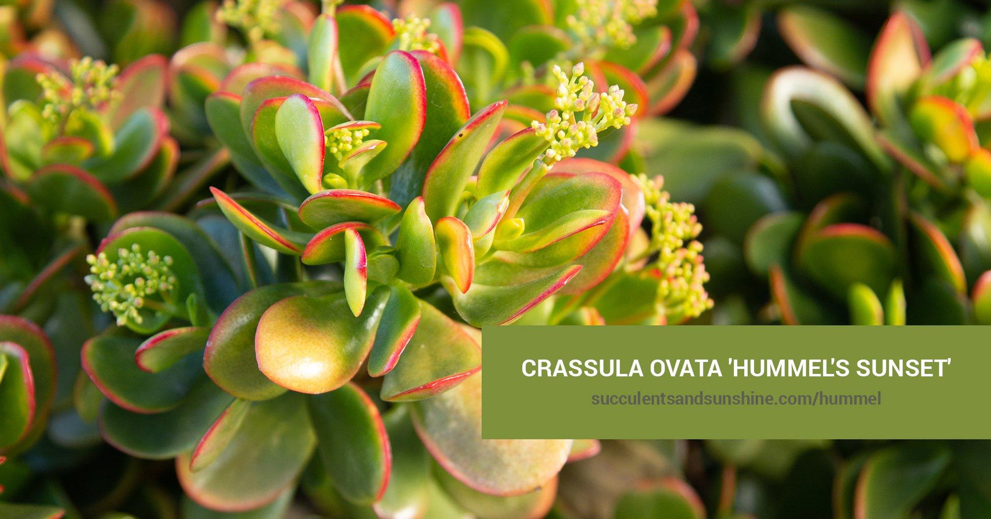 B Succulent Crassula Ovata New Sunset Jade - View 17 from www redcrocus com