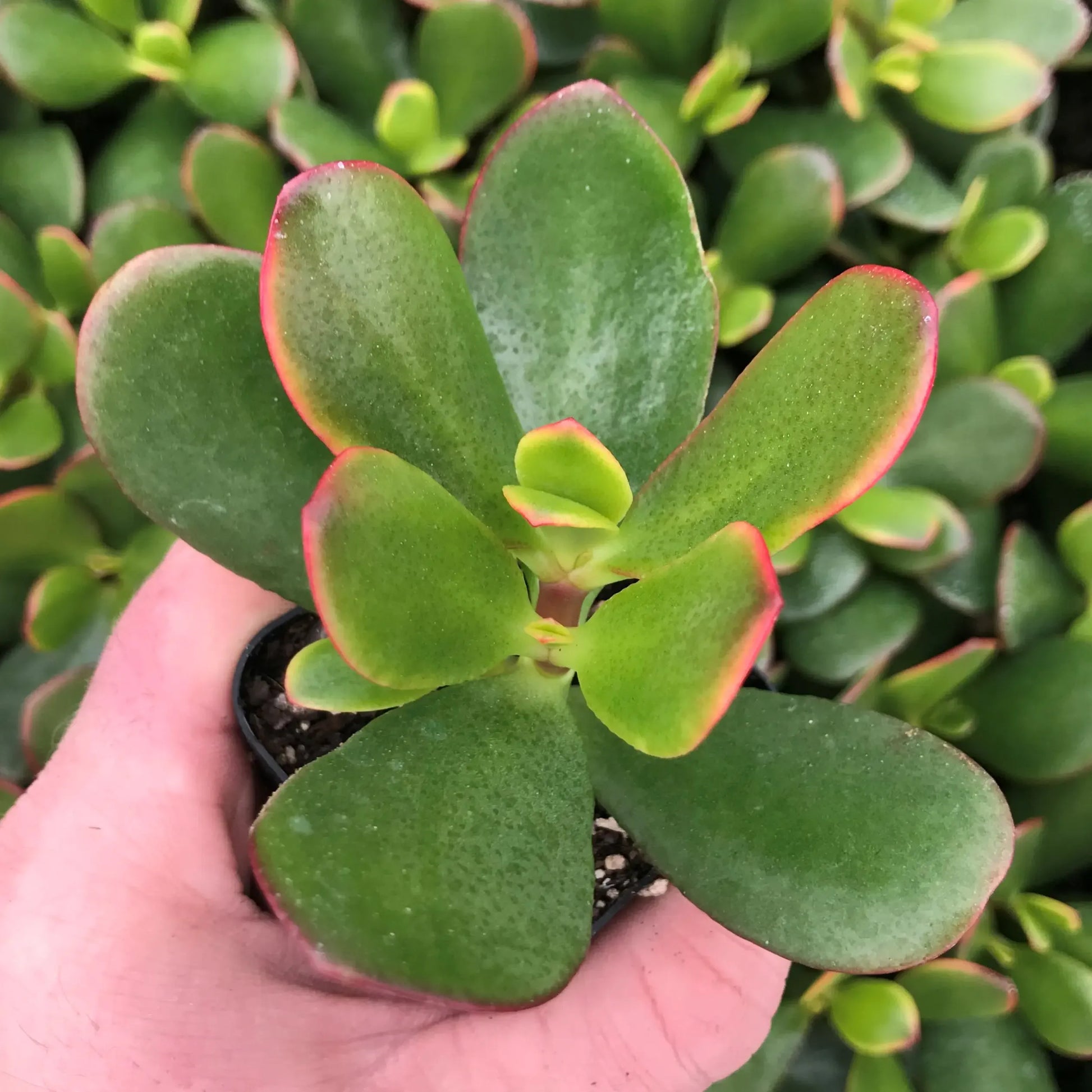 B Succulent Crassula Ovata New Sunset Jade - View 1 from www redcrocus com