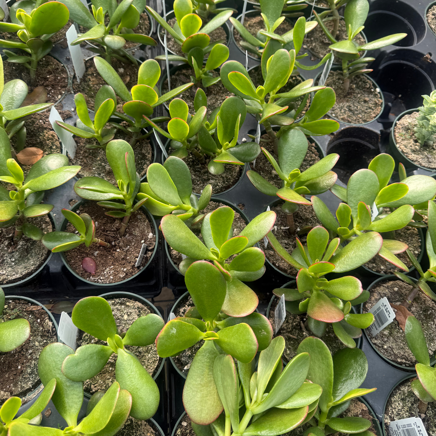 B Succulent Crassula Ovata New Sunset Jade - View 20 from www redcrocus com