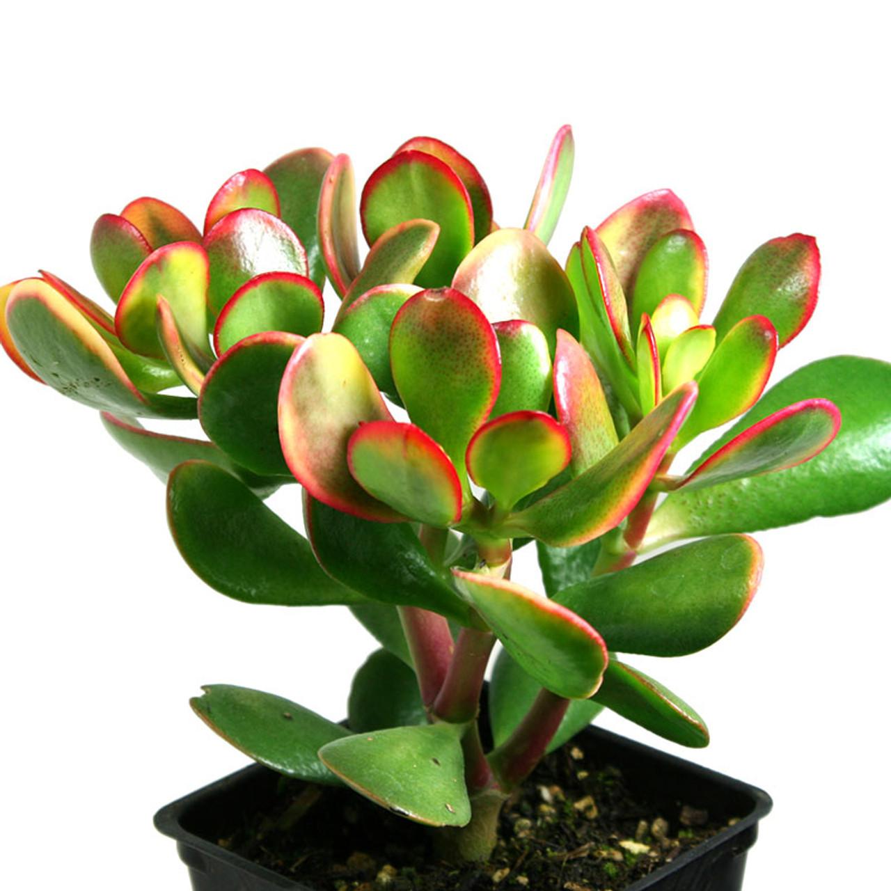B Succulent Crassula Ovata New Sunset Jade - View 22 from www redcrocus com