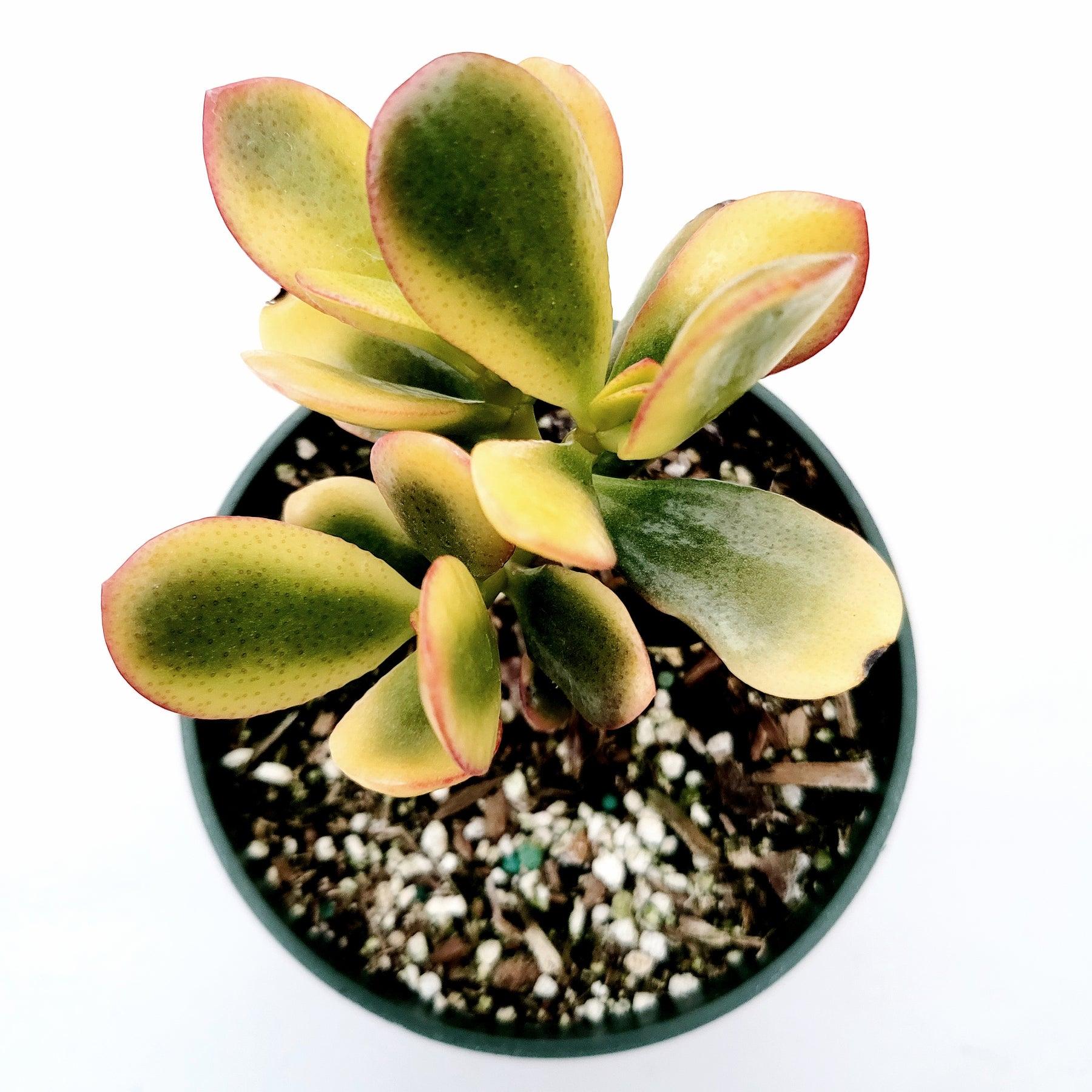 B Succulent Crassula Ovata New Sunset Jade - View 24 from www redcrocus com
