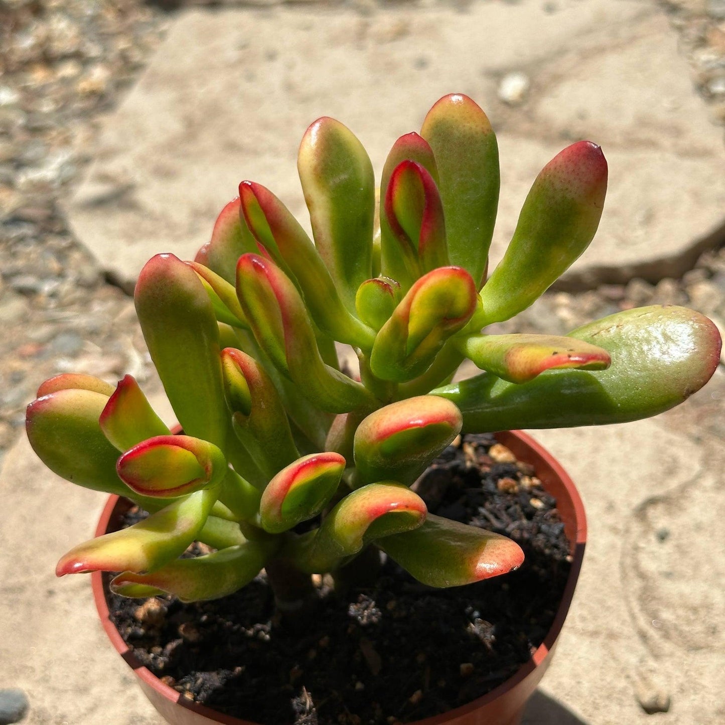 B Succulent Crassula Ovata New Sunset Jade - View 26 from www redcrocus com