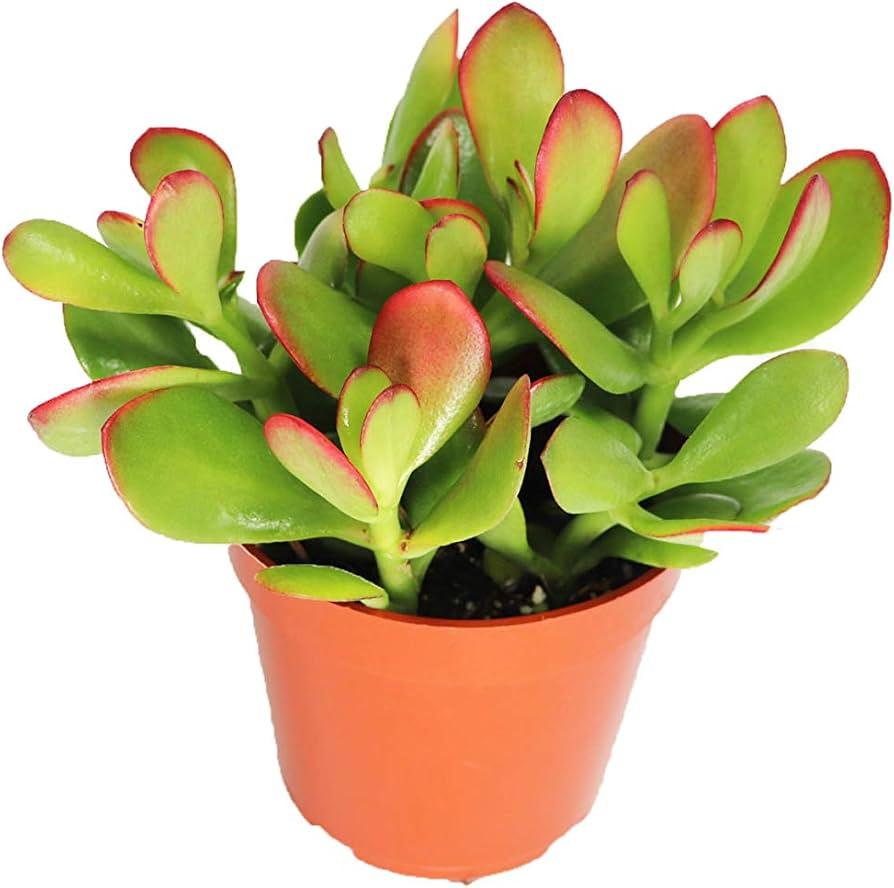 B Succulent Crassula Ovata New Sunset Jade - View 27 from www redcrocus com