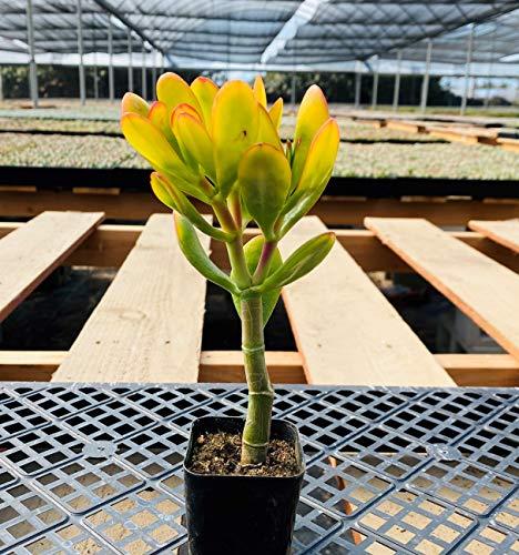 B Succulent Crassula Ovata New Sunset Jade - View 28 from www redcrocus com