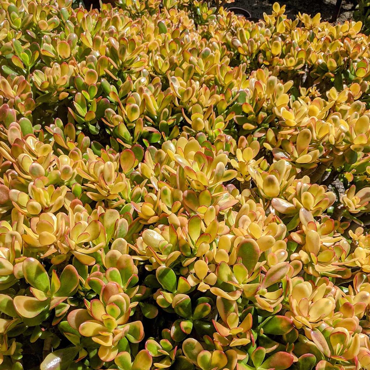 B Succulent Crassula Ovata New Sunset Jade - View 29 from www redcrocus com