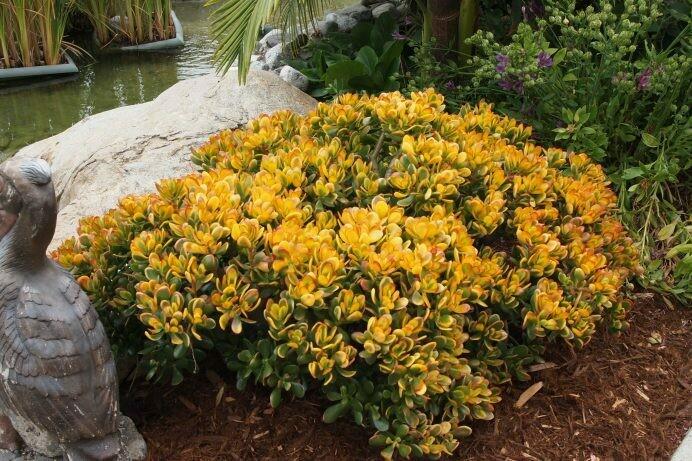 B Succulent Crassula Ovata New Sunset Jade - View 2 from www redcrocus com