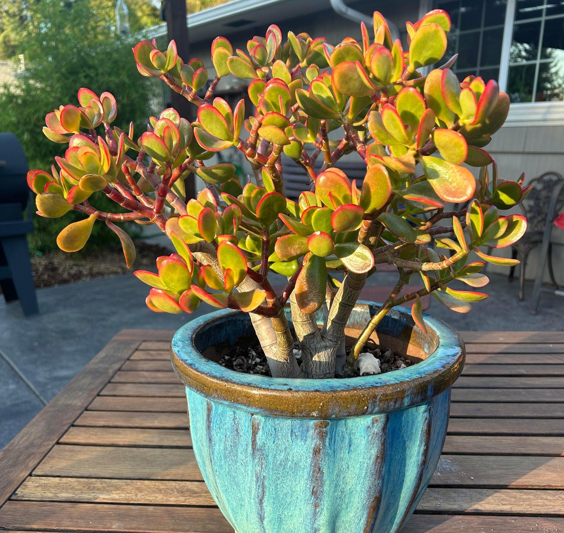 B Succulent Crassula Ovata New Sunset Jade - View 30 from www redcrocus com