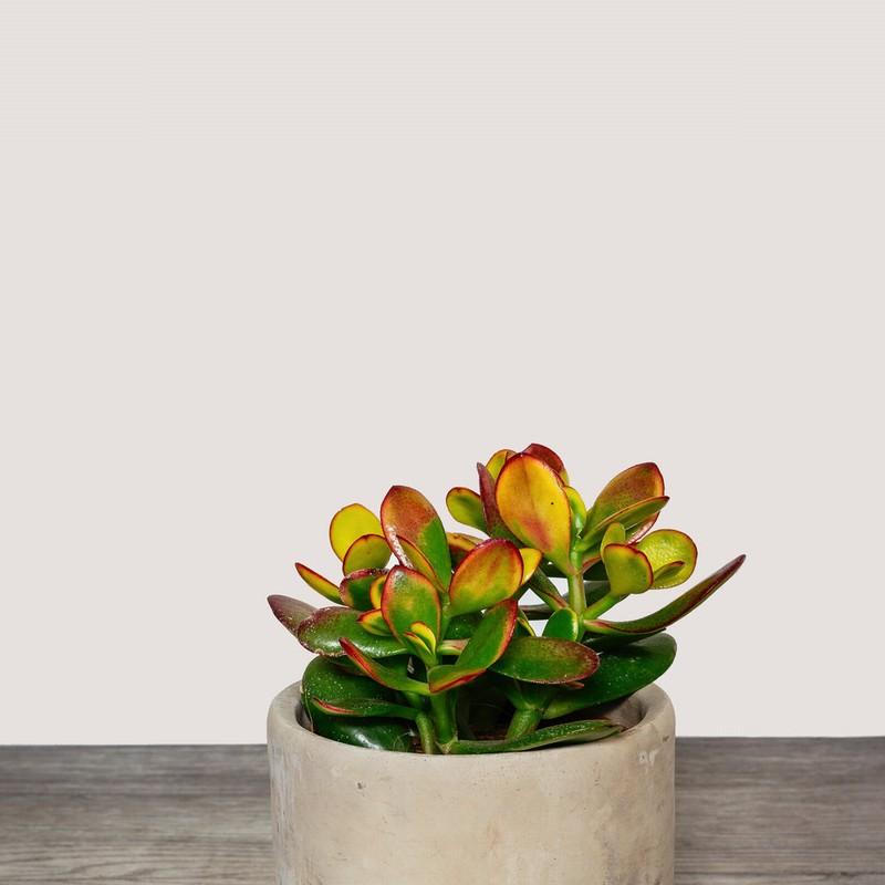B Succulent Crassula Ovata New Sunset Jade - View 31 from www redcrocus com