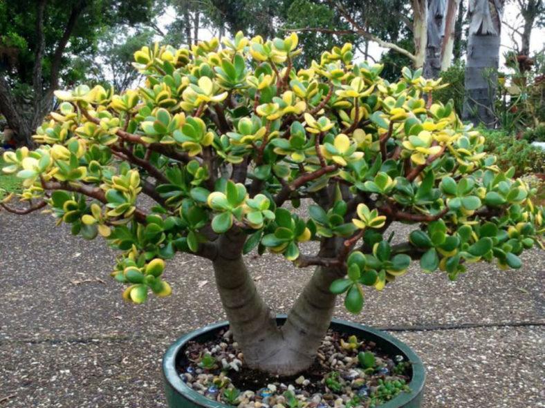 B Succulent Crassula Ovata New Sunset Jade - View 32 from www redcrocus com