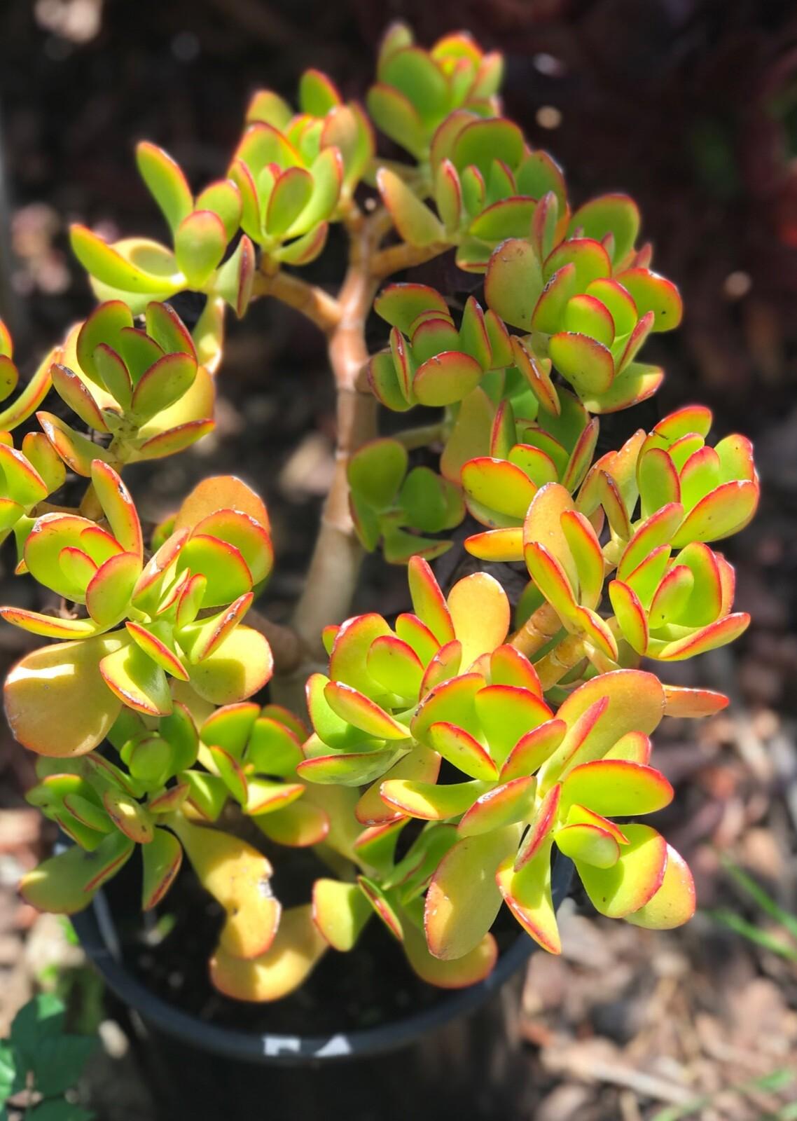 B Succulent Crassula Ovata New Sunset Jade - View 33 from www redcrocus com