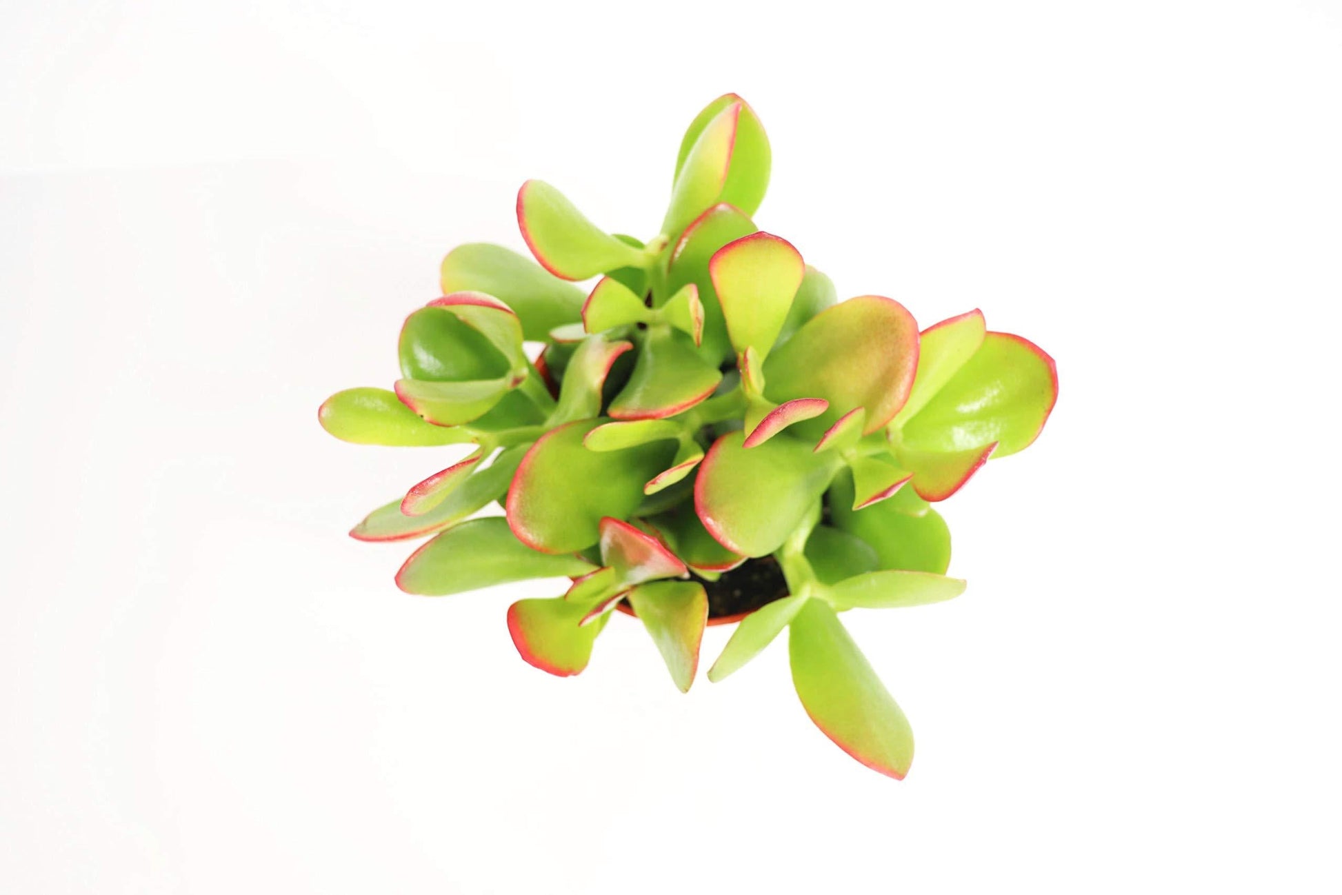 B Succulent Crassula Ovata New Sunset Jade - View 34 from www redcrocus com