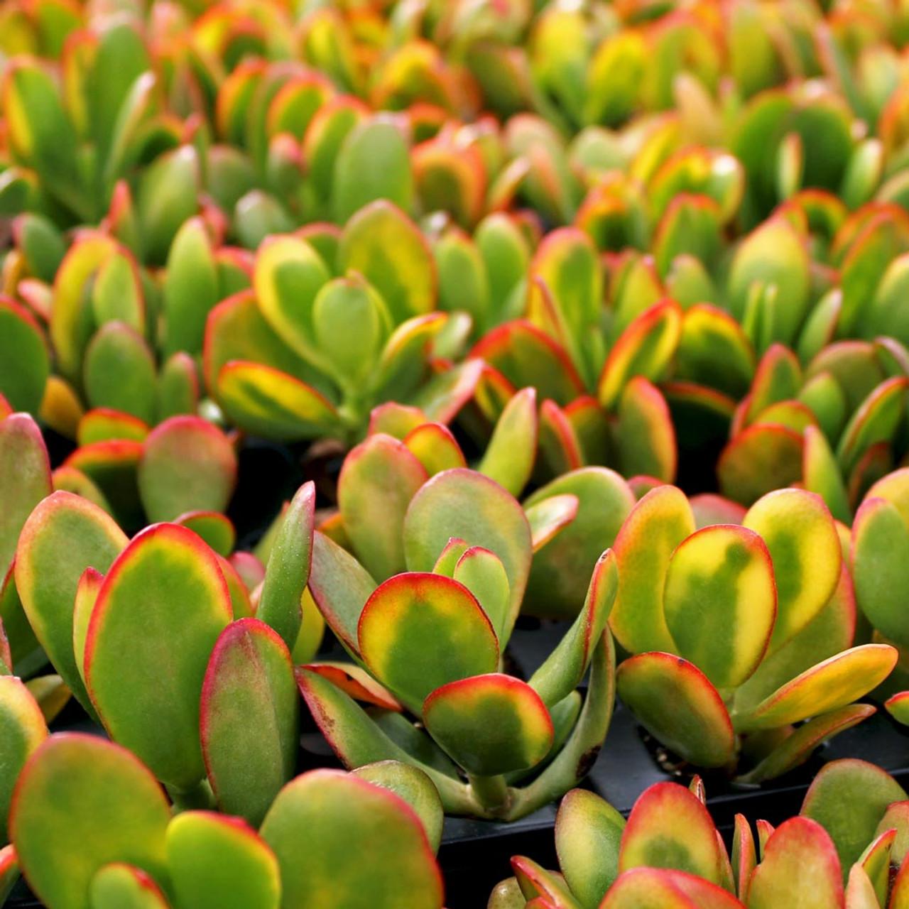 B Succulent Crassula Ovata New Sunset Jade - View 3 from www redcrocus com