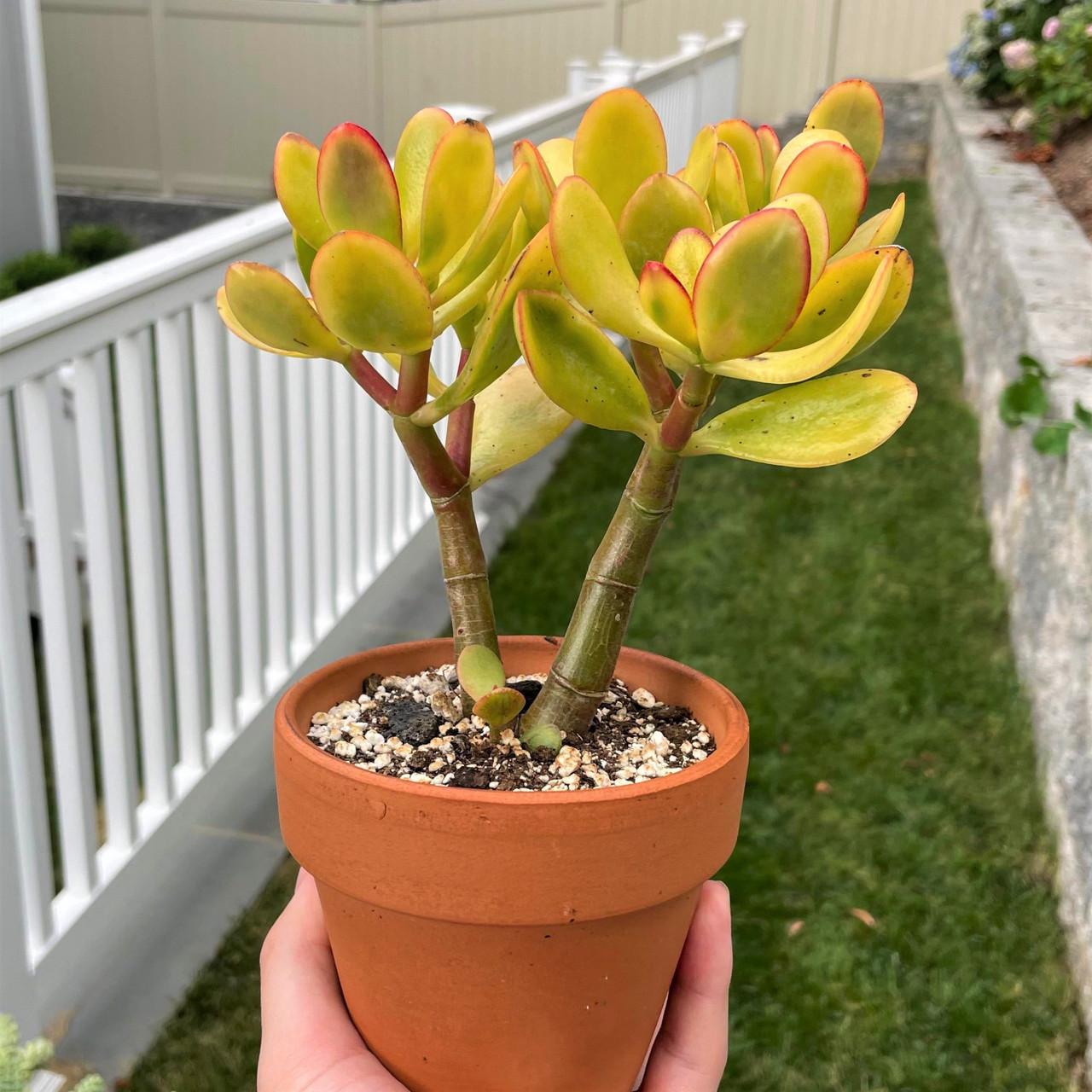 B Succulent Crassula Ovata New Sunset Jade - View 5 from www redcrocus com
